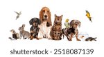 Group of pets posing together; dog, cat, ferret, rabbit, bird, fish, rodent, isolated on white