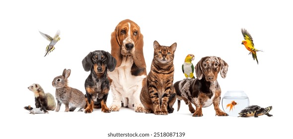 Group of pets posing together; dog, cat, ferret, rabbit, bird, fish, rodent, isolated on white