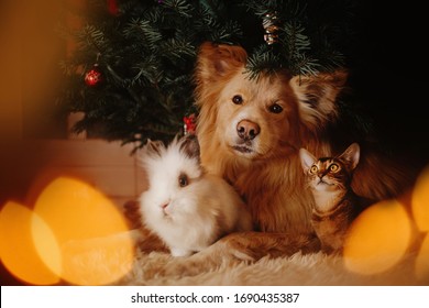 group of pets posing together under a christmas tree indoors