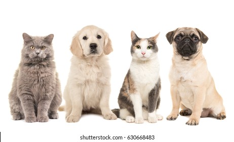 Group Of Pets, Puppy Dogs And Adult Cats On A White Background