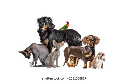 470 Pugs row Images, Stock Photos & Vectors | Shutterstock