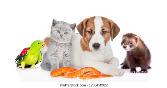Group of pets sit together in front view. Isolated on white background