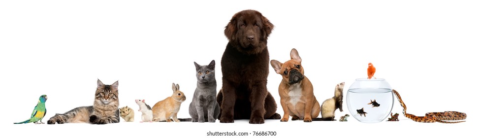 Group Of Pets Sitting In Front Of White Background