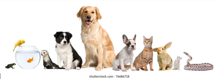 Group Of Pets Sitting In Front Of White Background