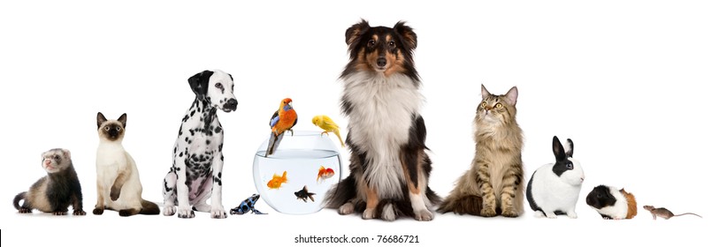 Group of pets sitting in front of white background. Dogs, Cats, rabbit, bord, ferret