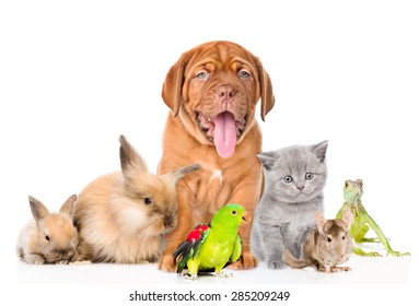 Group Of Pets Together In Front View. Isolated On White Background