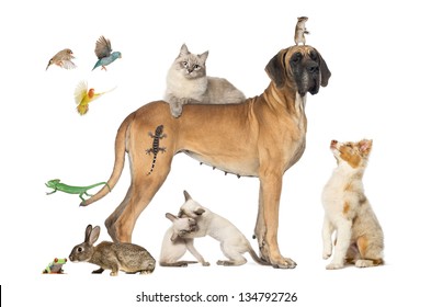 Group of pets together isolated on white, Dogs, cat, rabbit, rodents, birds
