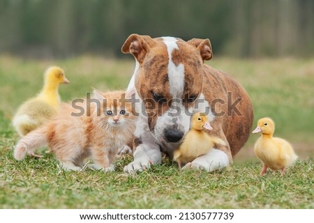 Group of pets together outdoors in summer. Little kitten, dog and
ducklings.
