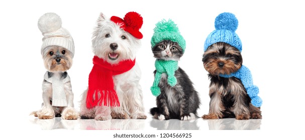 A Group Of Pets Wearing Hat And Scarf