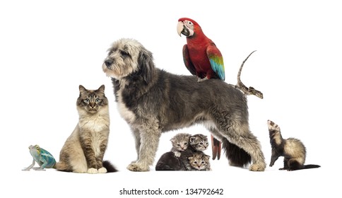 Group of pets,Group of pets - Dog, cat, bird, reptile, rabbit, isolated on white
