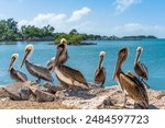 A group pf pelicans in Marathon Island, Florida Keys