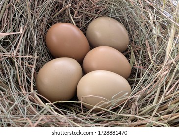 Group Of Pheasant Eggs In A Nest