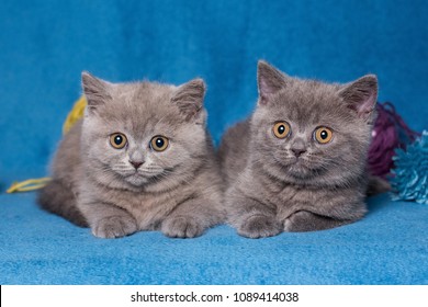 1000 British Shorthair Kitten Stock Images Photos Vectors