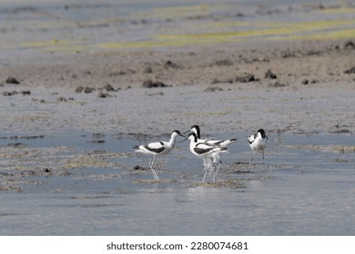 Group of pied avocet on shallow lake
