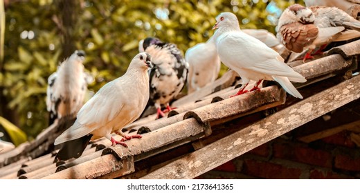 Group Of Pigeon Staying On The Roof Top While Sun Bathing.