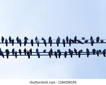 Group of pigeon tranquil sitting and resting on electric wire or phone cable against the daylight sunshine and blue sky. Flock of bird in city area waiting for food. Silhouette concept