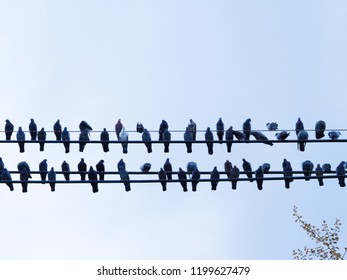Group of pigeon tranquil sitting & resting on electric wire or phone cable against the daylight sunshine and blue sky with tree beside. Flock of bird in city area waiting for food. Silhouette concept