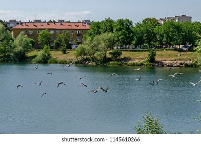 Group Pigeons, Dove Or Columba Livia With Variegated Feathers Fly Over The  Lake, District Drujba, Sofia, Bulgaria 