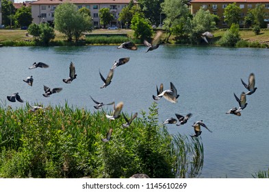 Group Pigeons, Dove Or Columba Livia With Variegated Feathers Fly Over The  Lake, District Drujba, Sofia, Bulgaria 