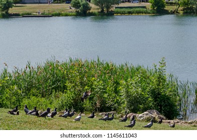 Group Pigeons, Dove Or Columba Livia With Variegated Feathers Fly From Meadow Over The  Lake, District Drujba, Sofia, Bulgaria  