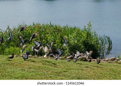 Group Pigeons, Dove Or Columba Livia With Variegated Feathers Fly From Meadow Over The  Lake, District Drujba, Sofia, Bulgaria  