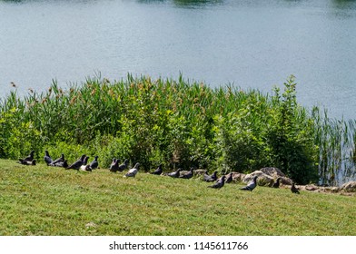 Group Pigeons, Dove Or Columba Livia With Variegated Feathers  Relax On Meadow Toward Lake, District Drujba, Sofia, Bulgaria  