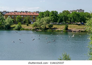 Group Pigeons, Dove Or Columba Livia With Variegated Feathers Fly Over The  Lake, District Drujba, Sofia, Bulgaria 