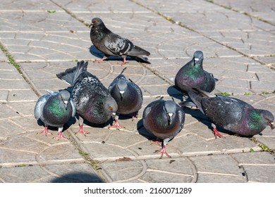 A group of pigeons eat sunflower seeds