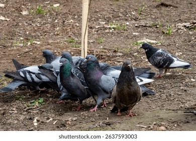 A group of pigeons is gathered on the ground in a park, foraging for food. The birds exhibit various plumage colors and sizes, showcasing their natural behavior in a green environment.
