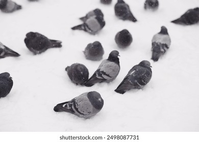 A group of pigeons huddles together on the snowy ground, enduring the cold weather. Ideal for themes of wildlife, winter conditions, and urban nature in media and promotional content.  - Powered by Shutterstock