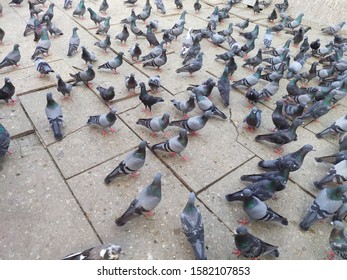 Group Of Pigeons Picking Cereals 