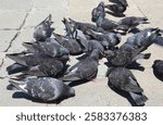 group of pigeons in the square as they peck at the bread crumbs thrown by tourists