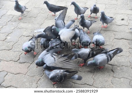 The Group of Pigeons Standing in the Floor and Eating the Foods.