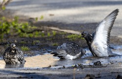 A Group Of Pigeons, Their Feathers Glistening In The Sunlight, Gather Around A Pond, Their Movements Synchronized As They Dive And Splash Into The Water, Creating A Mesmerizing Dance Of Movement.