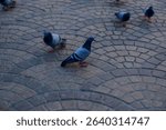 Group of pigeons walking on a patterned stone pavement in a public urban area. Natural scene of city birds interacting on textured ground with soft lighting.