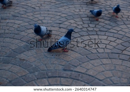 Group of pigeons walking on a patterned stone pavement in a public urban area. Natural scene of city birds interacting on textured ground with soft lighting.