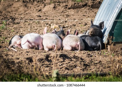 Group of Piglets, Bums and Tails Displayed - Shutterstock ID 1087466444