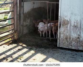 Group Of Piglets Looking Out Of The Pen But Not Venturing Outside. Taken At An Organic Swine Farm. Midwest USA.