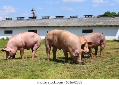Group of pigs farming raising breeding in animal farm rural scene 