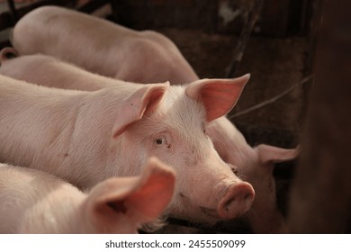 A group of pigs are laying down in a pen. One of the pigs is looking at the camera - Powered by Shutterstock