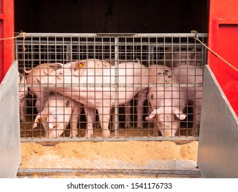 Group Of Pigs On The Back Of A Truck