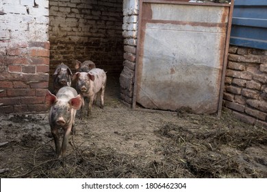 Group of pigs and piglets in a mud, in a farm courtyard, curious and running towards the camera with their noses called pig snouts.

