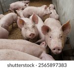 Group of pigs stable. Pig breeding in the Netherlands. Piglets.