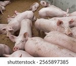 Group of pigs stable. Pig breeding in the Netherlands. Piglets.