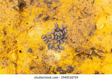 A group of pill bugs on a yellow rock