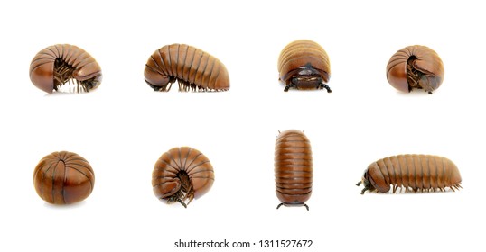 Group of pill millipede worm(Oniscomorpha) isolated on a white background. Glomerida. Insect. Animal.