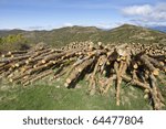 group of pine logs cut