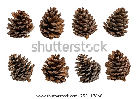 Group of Pine tree fruits isolate on white background