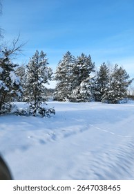 A group of pine trees standing on an open snow-covered field on a sunny winter day