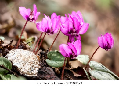 Group of pink Cyclamen coum flowers shot using focus stacking with a white snail shell on the foreground, Black Sea coast of Caucasus, Russia